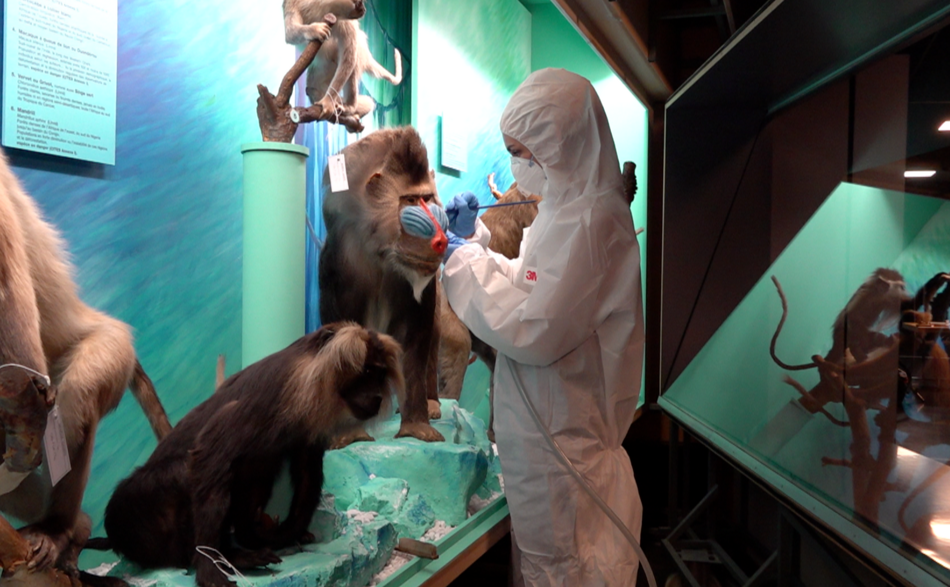 Musée d’histoire naturelle: la vrillette du pain repousse la réouverture à 2028