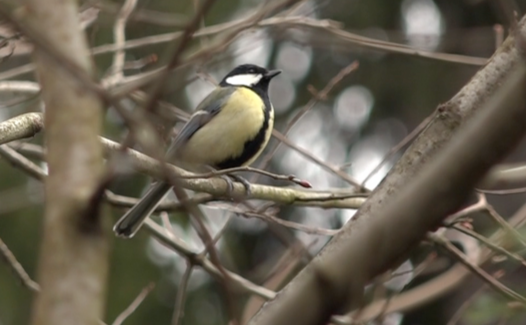 Genève Grandeur Nature