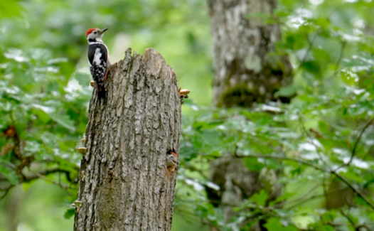 Genève Grandeur Nature