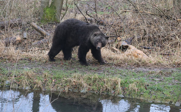 En Italie, un jeune joggeur tué par un ours