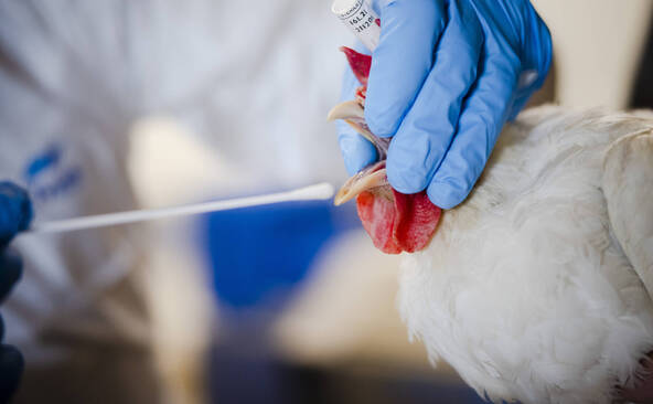 Grippe aviaire: mesures de prévention étendues à toute la Suisse