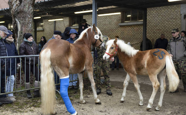 Nouveaux propriétaires pour les chevaux maltraités de Ramiswil