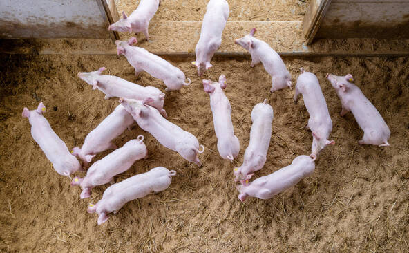 Danemark: des mauvais traitements dans des élevages porcins