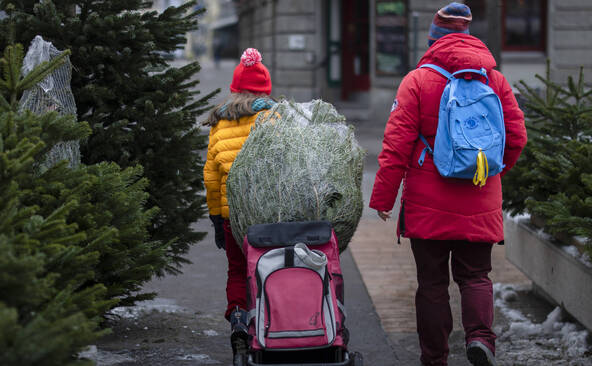 Un peu moins de deux millions de sapins de Noël vendus chaque année