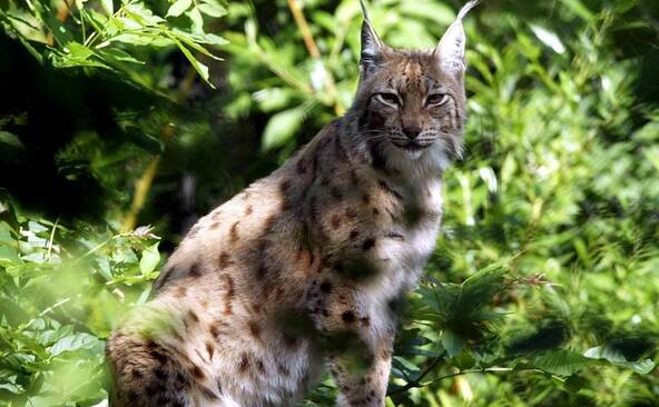 Lynx et flamants roses vont mieux en France, selon le WWF