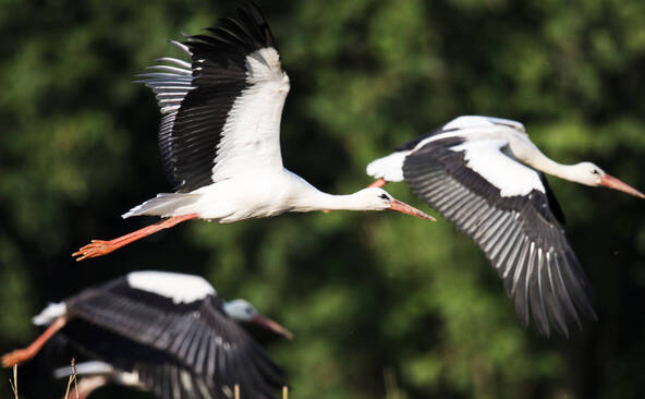 Plusieurs centaines de cigognes retrouvées mortes près de Madrid