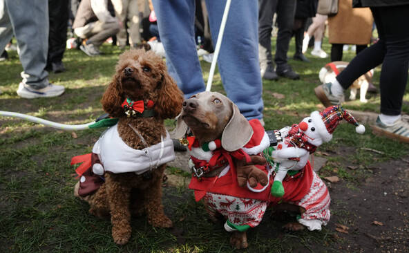 A Londres, un défilé canin vole la vedette au père Noël