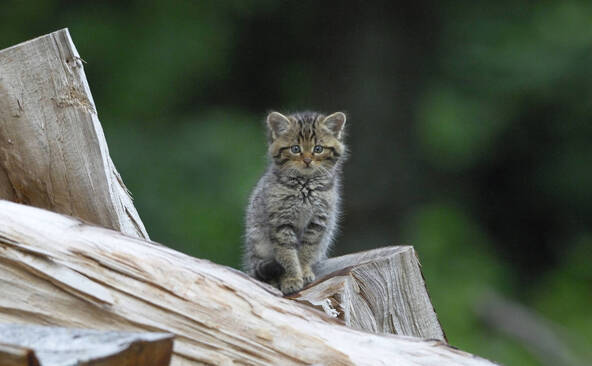 Des chatons sylvestres recueillis par erreur ont été relâchés