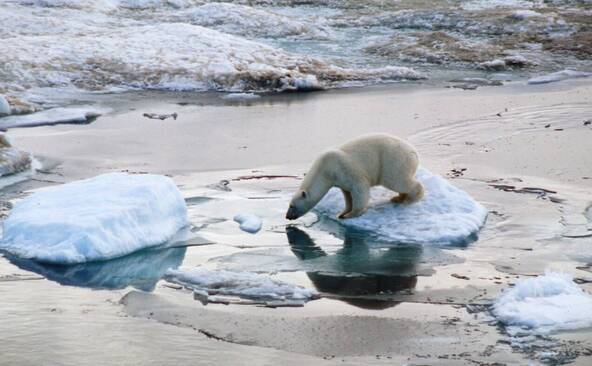 Vernier s'orne de linogravures inspirées du Grand Nord