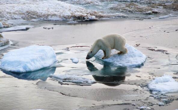 L'Arctique a vécu son année la plus chaude jamais enregistrée
