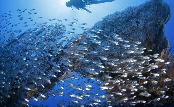 Caraïbes: les récifs coralliens réduits de moitié depuis 1980