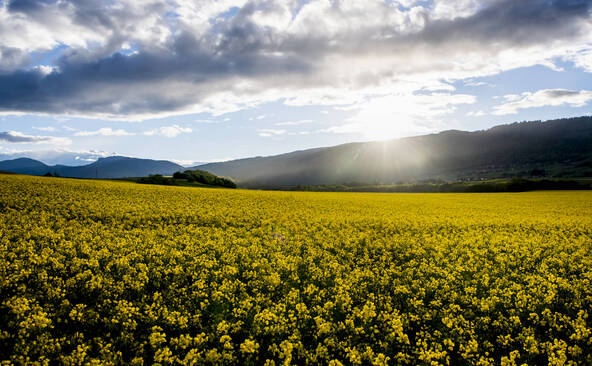 Sur les marchés agricoles, colza et soja prennent froid avant Noël