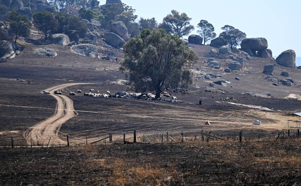 Un mort dans les feux de brousse du sud-est de l'Australie