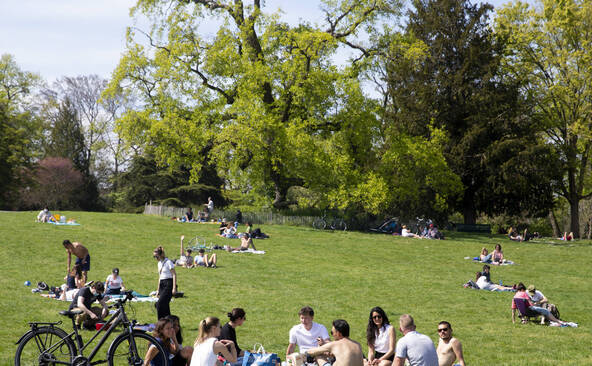 Dix arbres emblématiques vont être abattus à Genève