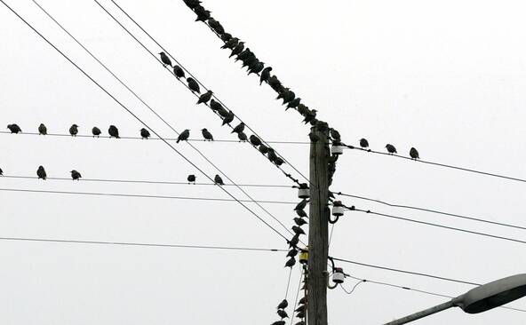 Le bruit affecte fortement les oiseaux et leur reproduction