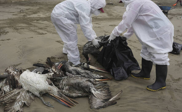La grippe aviaire menace la faune de l'Antarctique