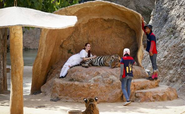 Thaïlande: 72 tigres tués par un virus dans un parc animalier