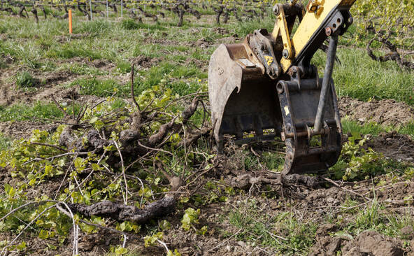 L'arrachage des vignes genevoises soutenu par le canton