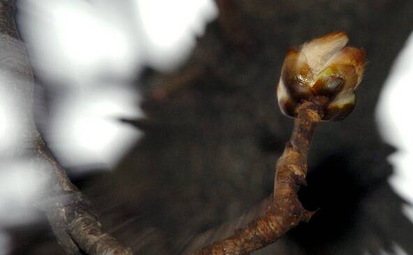 Le marronnier officiel annonce le début du printemps à Genève