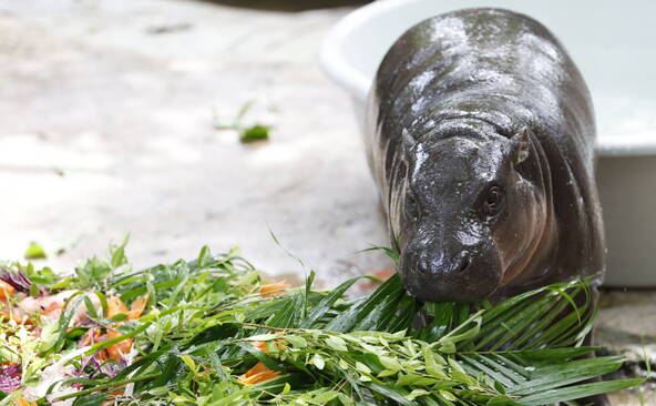 Thaïlande: un homme dans l'enclos d'une hippopotame star