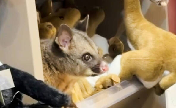 Australie: un opossum parmi des peluches dans un aéroport