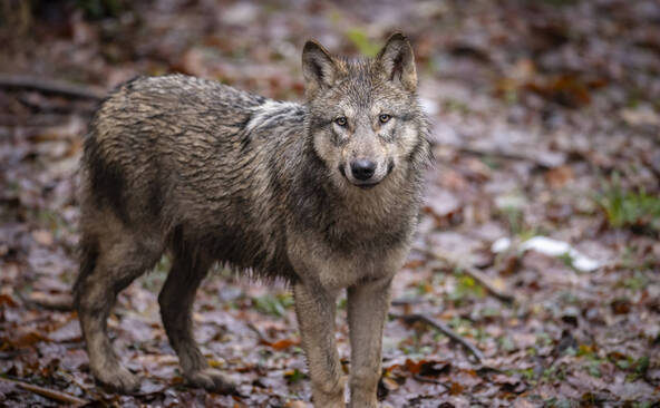 Le Conseil des Etats veut élargir encore davantage le tir du loup