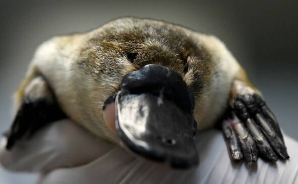 L'ornithorynque a des réservoirs de mélanine d'oiseaux