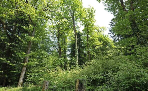 Protégée depuis 150 ans, la forêt reste toutefois sous pression