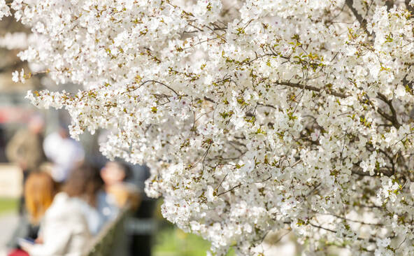 Des balades thématiques pour découvrir la Ville de Genève autrement