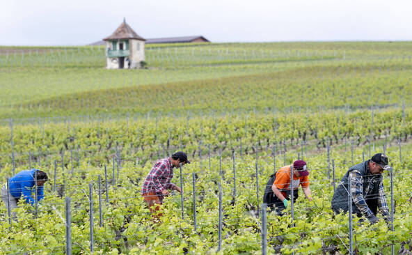 Genève propose une alternative à l'arrachage des vignes