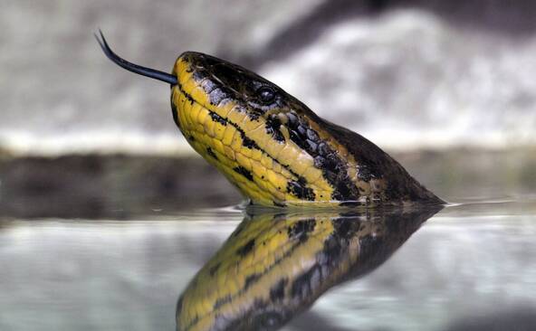 Italie: saisie d'anacondas, de pythons et de boas