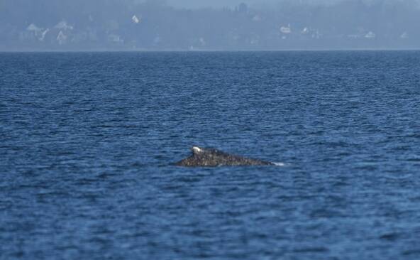 L'animal a regagné la mer ce vendredi