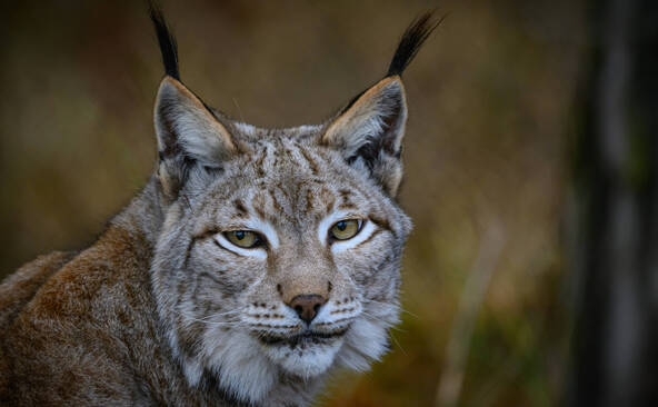 Une Alsacienne jugée pour avoir tué un lynx pour sa poule