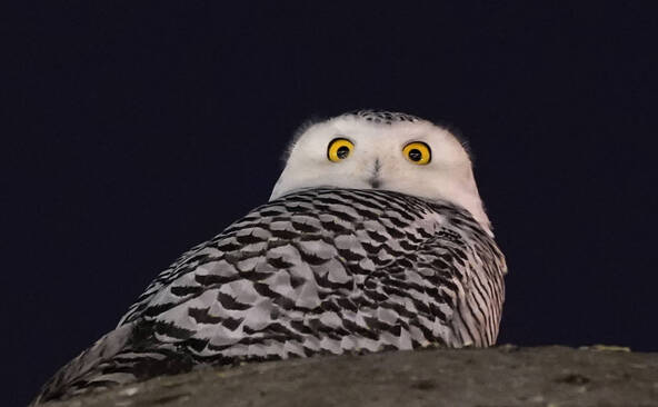 Protection internationale pour 40 nouvelles espèces migratrices