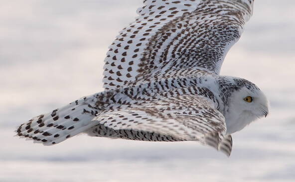 Protection internationale pour de nouvelles espèces migratrices