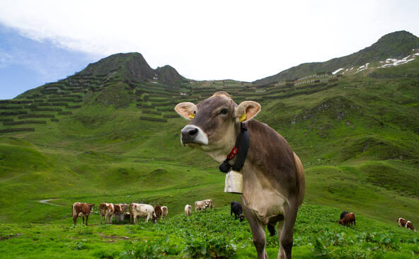 La Suisse veut inscrire l'alimentation alpine à l'UNESCO