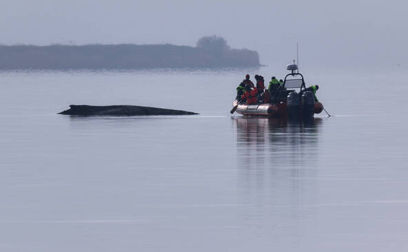 Berlin cesse d'essayer de sauver la baleine échouée en mer Baltique