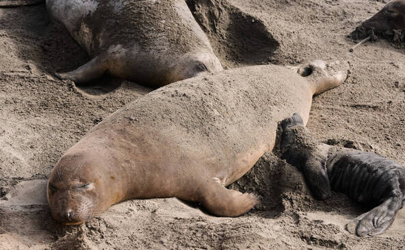 Australie: un phoque endormi sur la chaussée, la circulation déviée