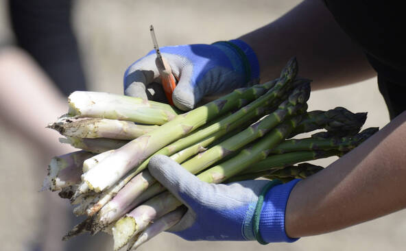La saison des récoltes d'asperges suisses a commencé