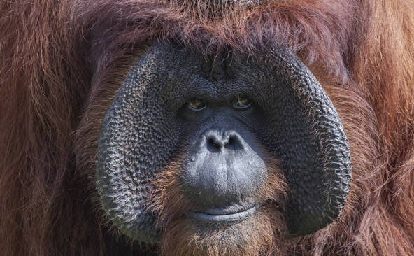 Madrid: naissance d'un orang-outan de Bornéo