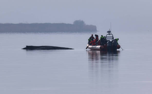 Allemagne: le sauvetage de la baleine entre dans une phase décisive