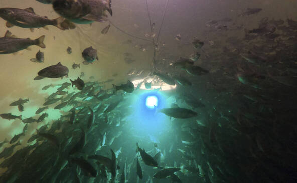 Les saumons exposés à la cocaïne nagent plus que la normale (étude)