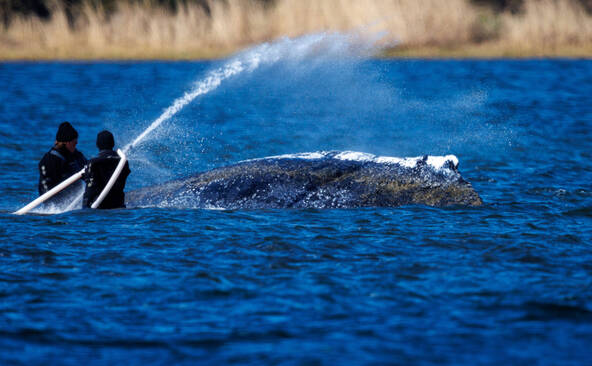Une baleine échouée révèle les divisions de la société allemande