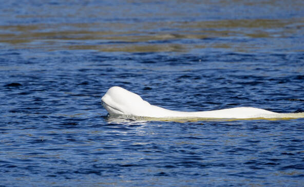 Norvège: un béluga repéré dans une rivière près d'Oslo