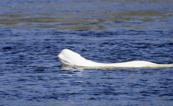 Norvège: un béluga repéré dans une rivière près d'Oslo