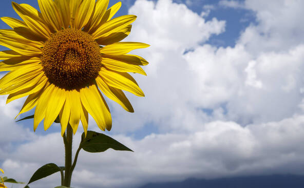 Berges de Vessy: les horloges biologiques au coeur d'une exposition