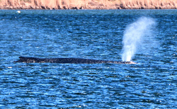 Allemagne: après son remorquage une baleine à bosse relâchée en mer