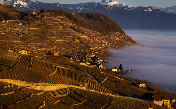 Vignoble de Lavaux: une biodiversité riche, mais fragile