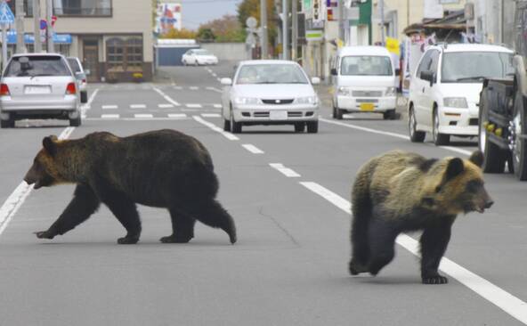 Japon: plus de 14'000 ours abattus en 2025