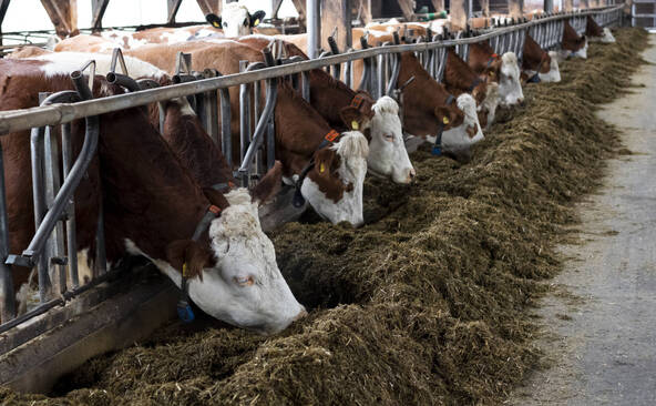 Le nombre de vaches laitières et de porcs a baissé en Suisse